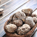 2-2.5cm fora da forma K Shiitake Mushroom